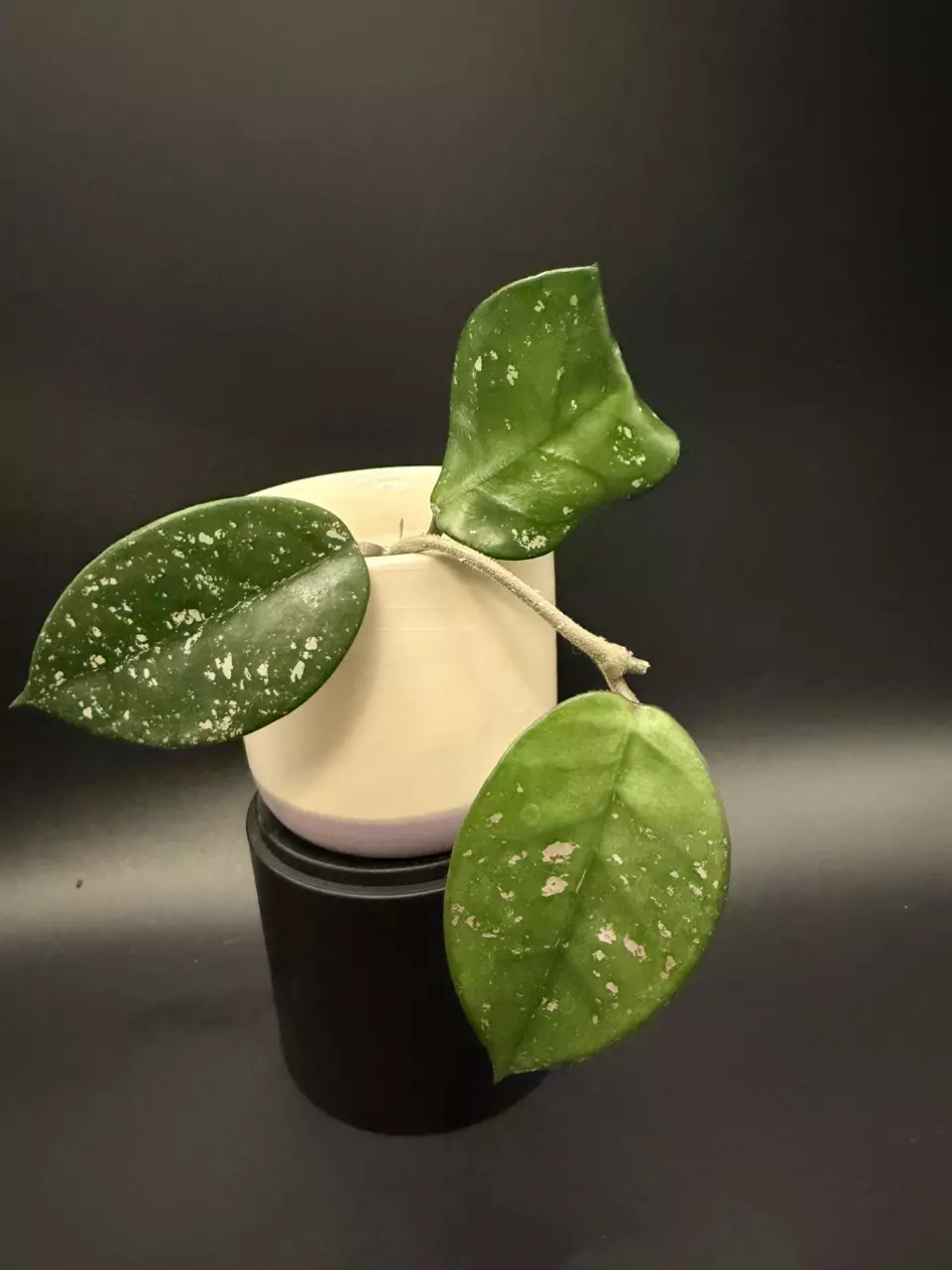 Hoya carnosa big leaves fresh cutting thumbnail