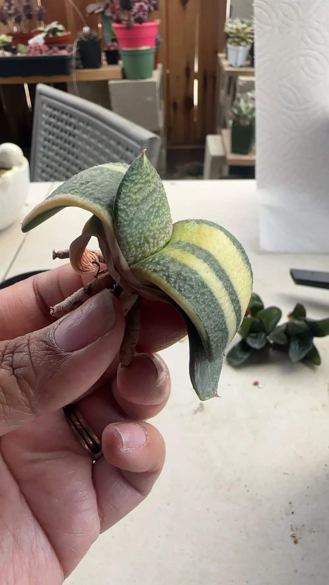 Variegated Gasteria thumbnail