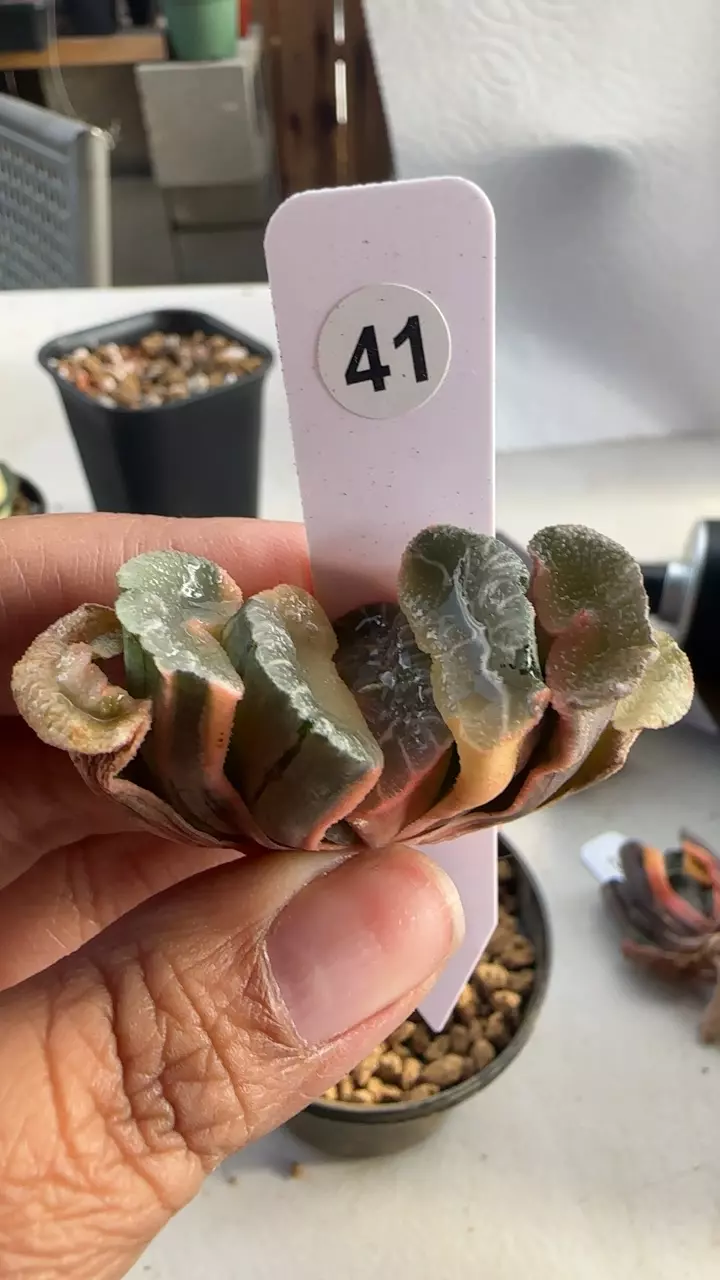 Truncata Reverse Var Ohnawa #41 thumbnail