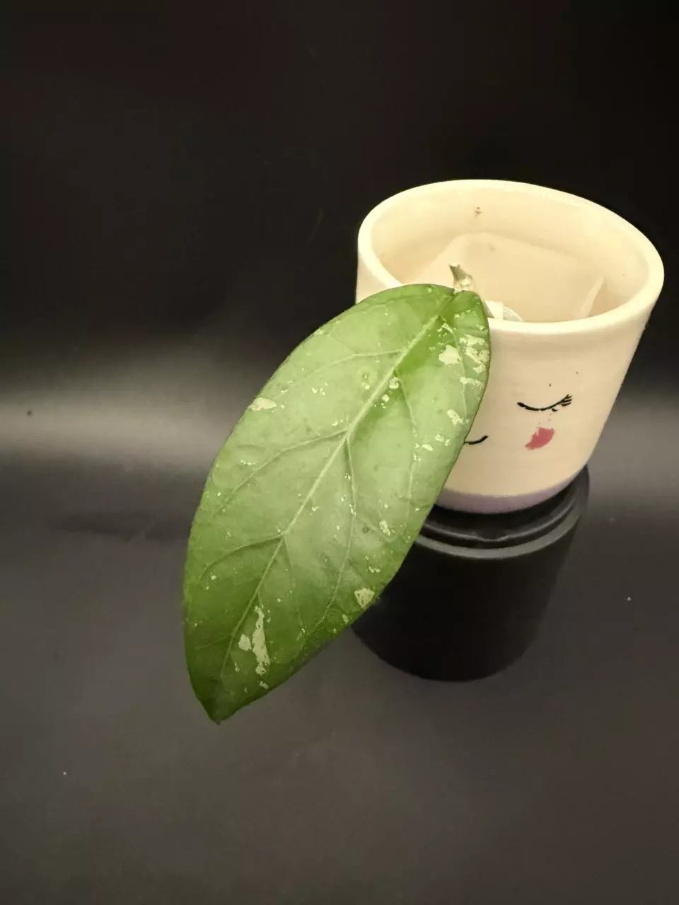 Hoya NAP05 fresh cutting thumbnail