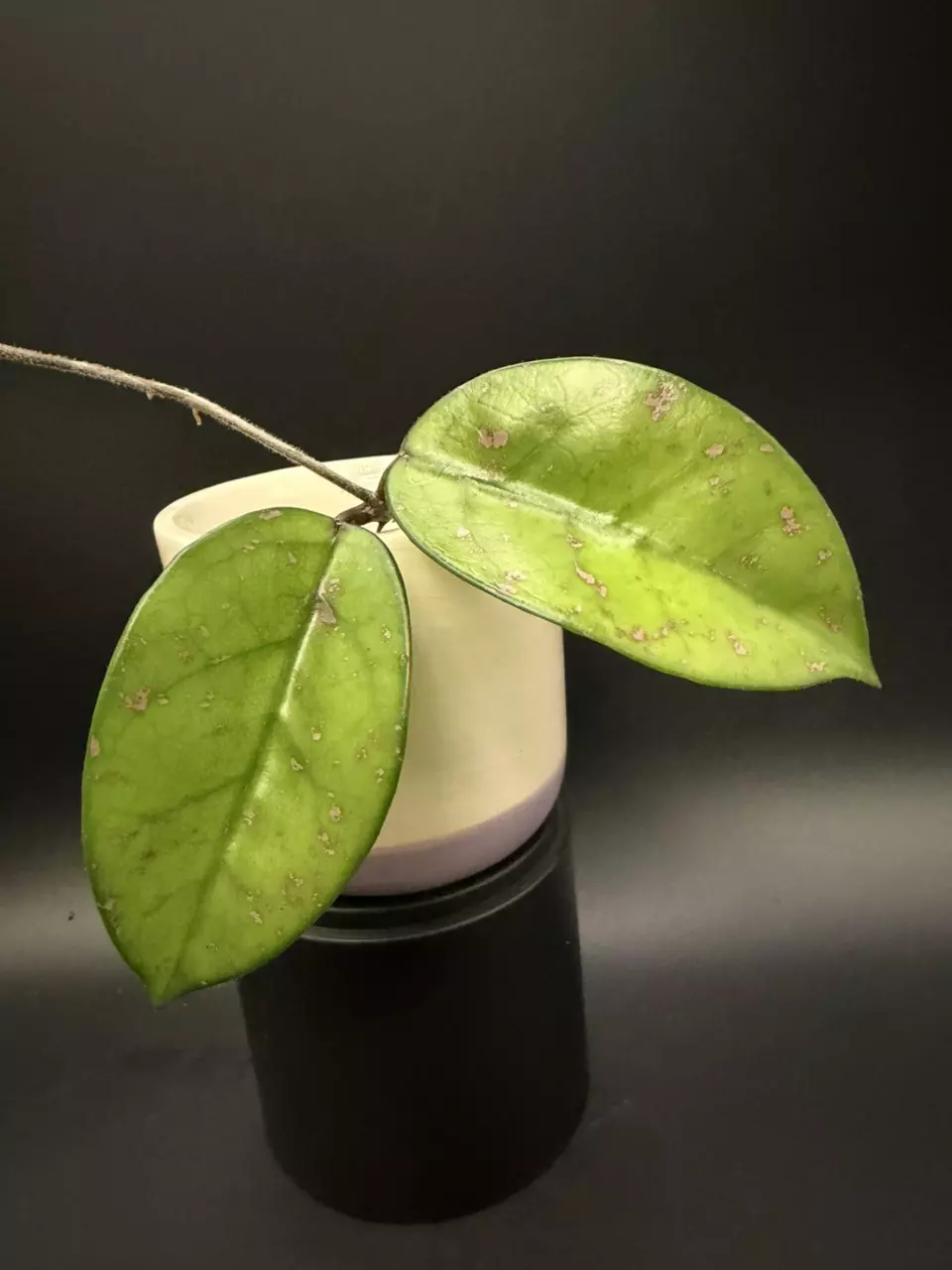 Carnosa Big splash leaves (Gardino) cutting thumbnail