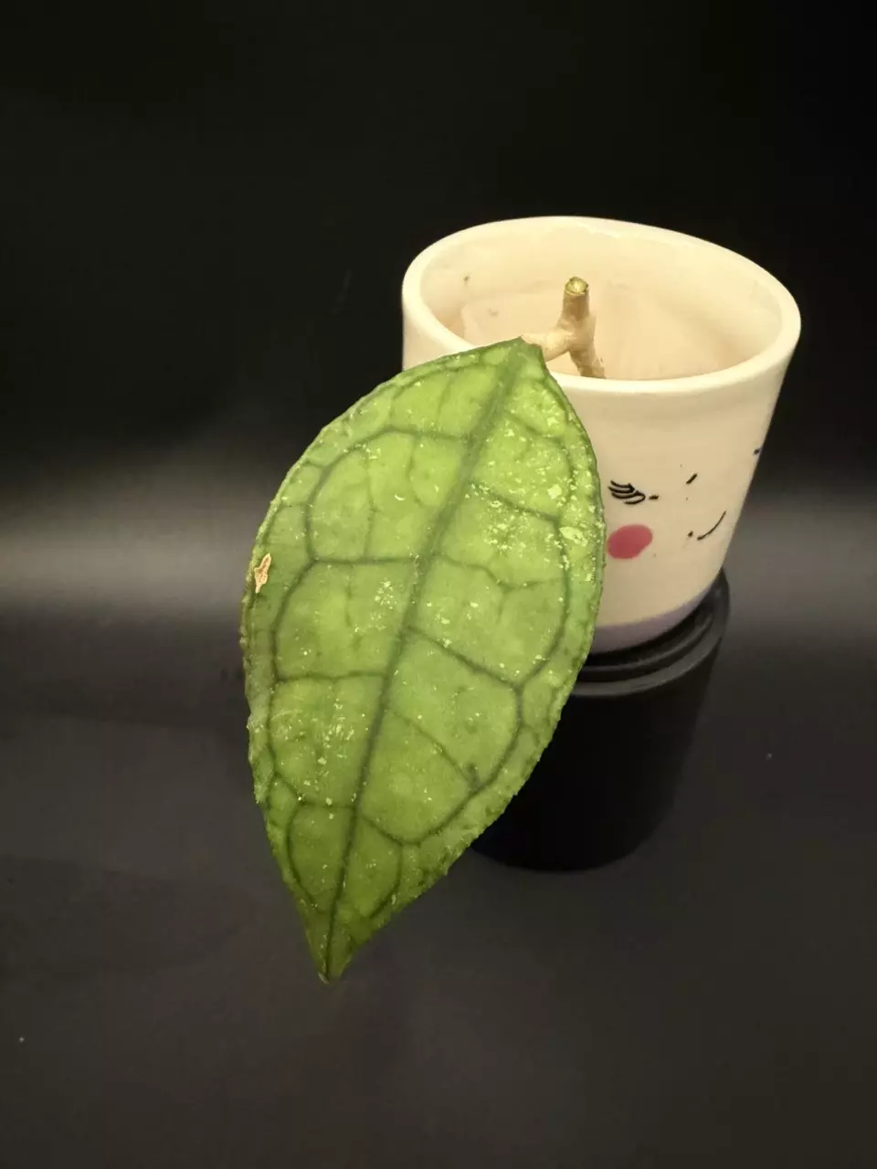 Hoya ‘Golden Eye’ fresh cutting thumbnail