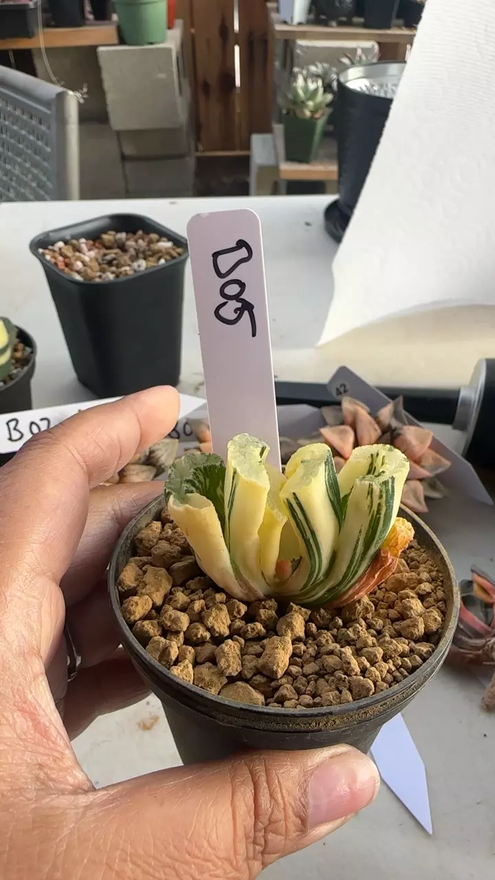 Truncata Var Sakai #B05 thumbnail