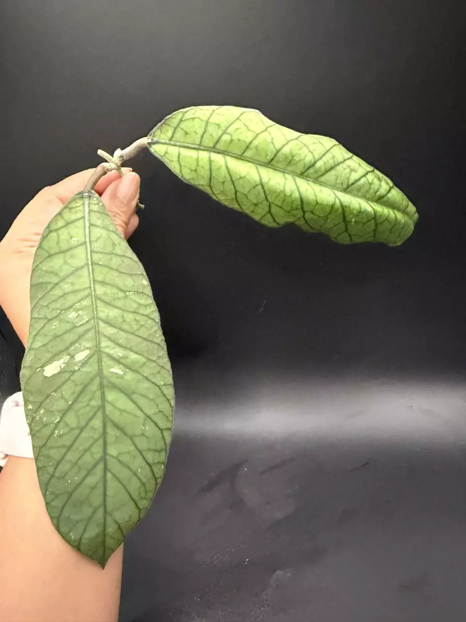 Hoya Sabah cutting thumbnail