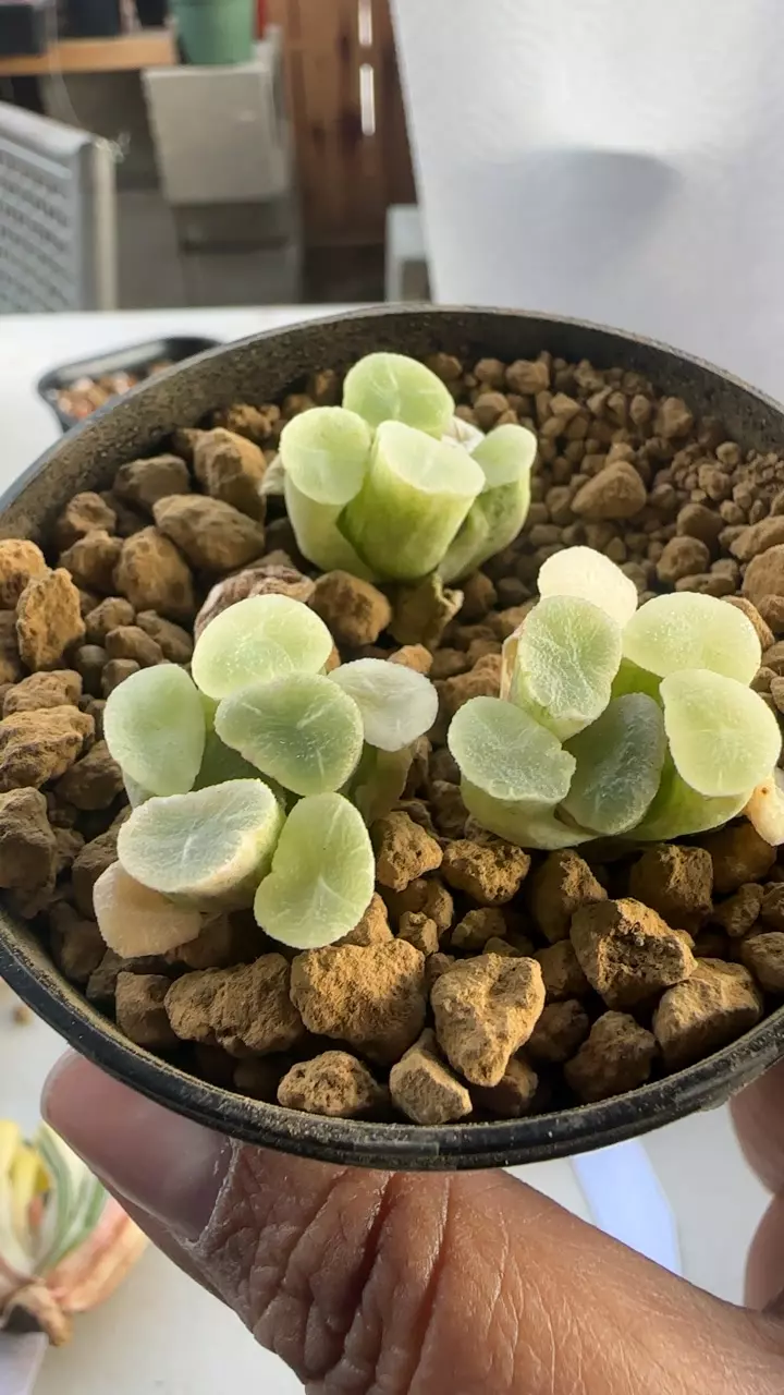 Haworthia White Vientiane GC thumbnail