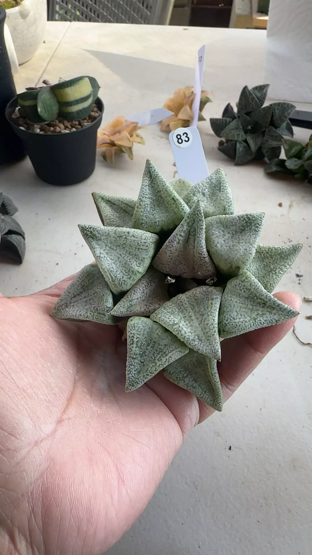 ōkubo picta #83 thumbnail