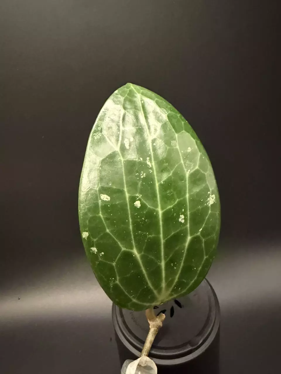 Hoya Latifolia splash Indo fresh cutting thumbnail