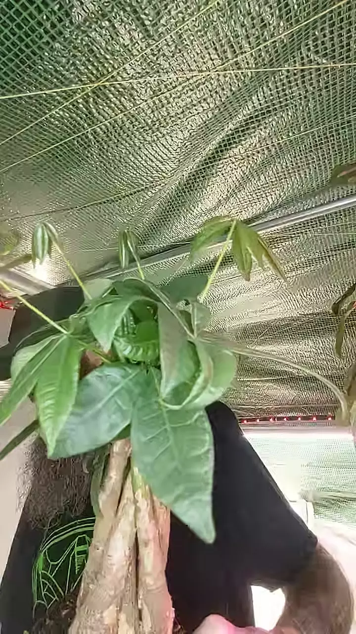 1260 Money tree thumbnail