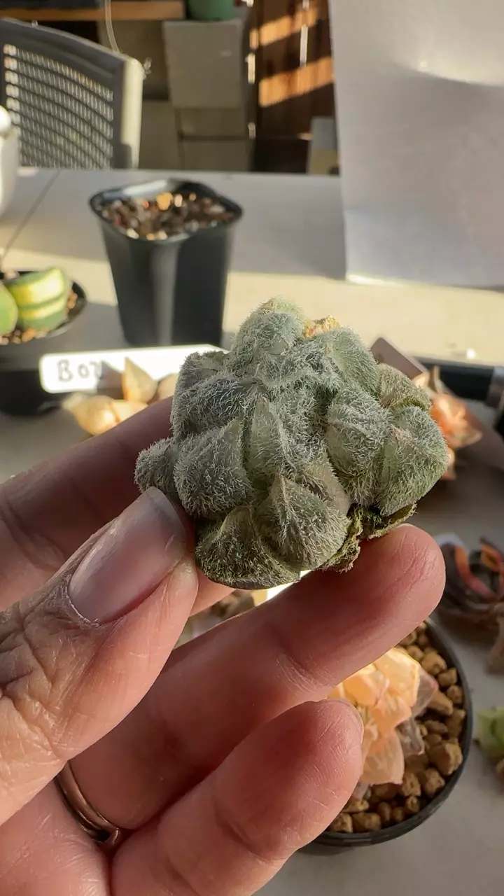 Monroe GC thumbnail