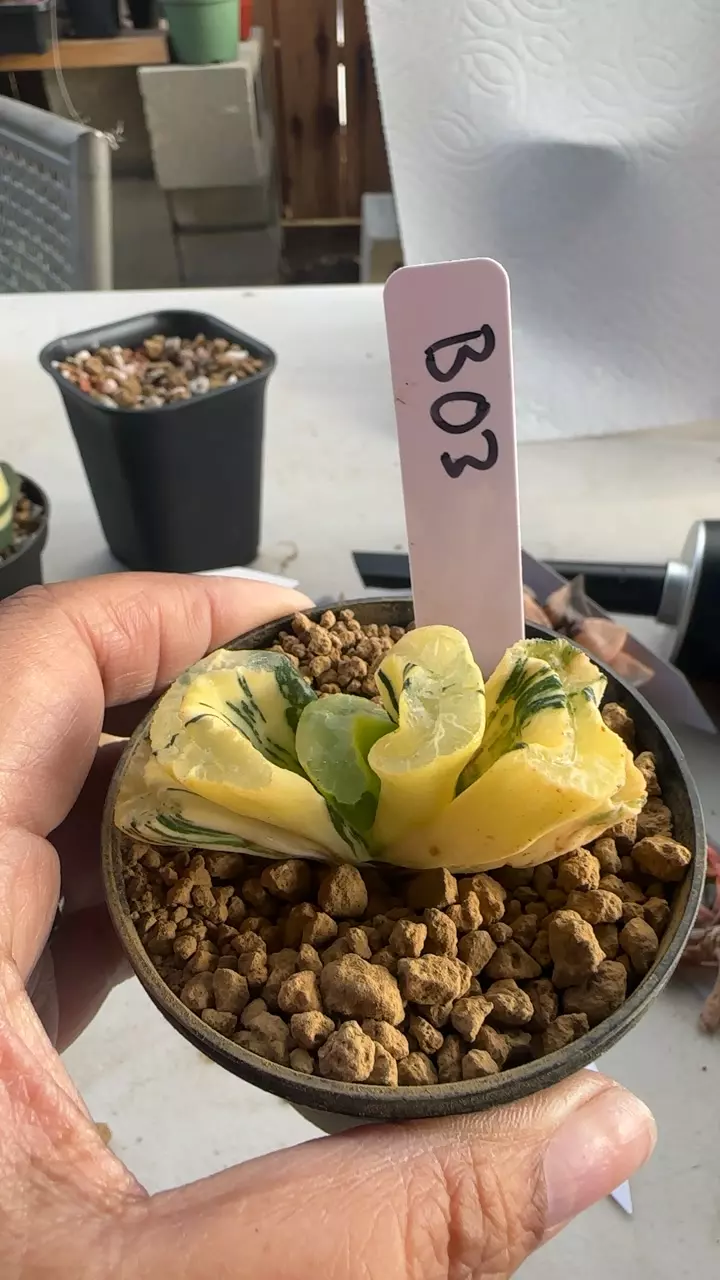 Truncata Variegated Sakai #B03 thumbnail
