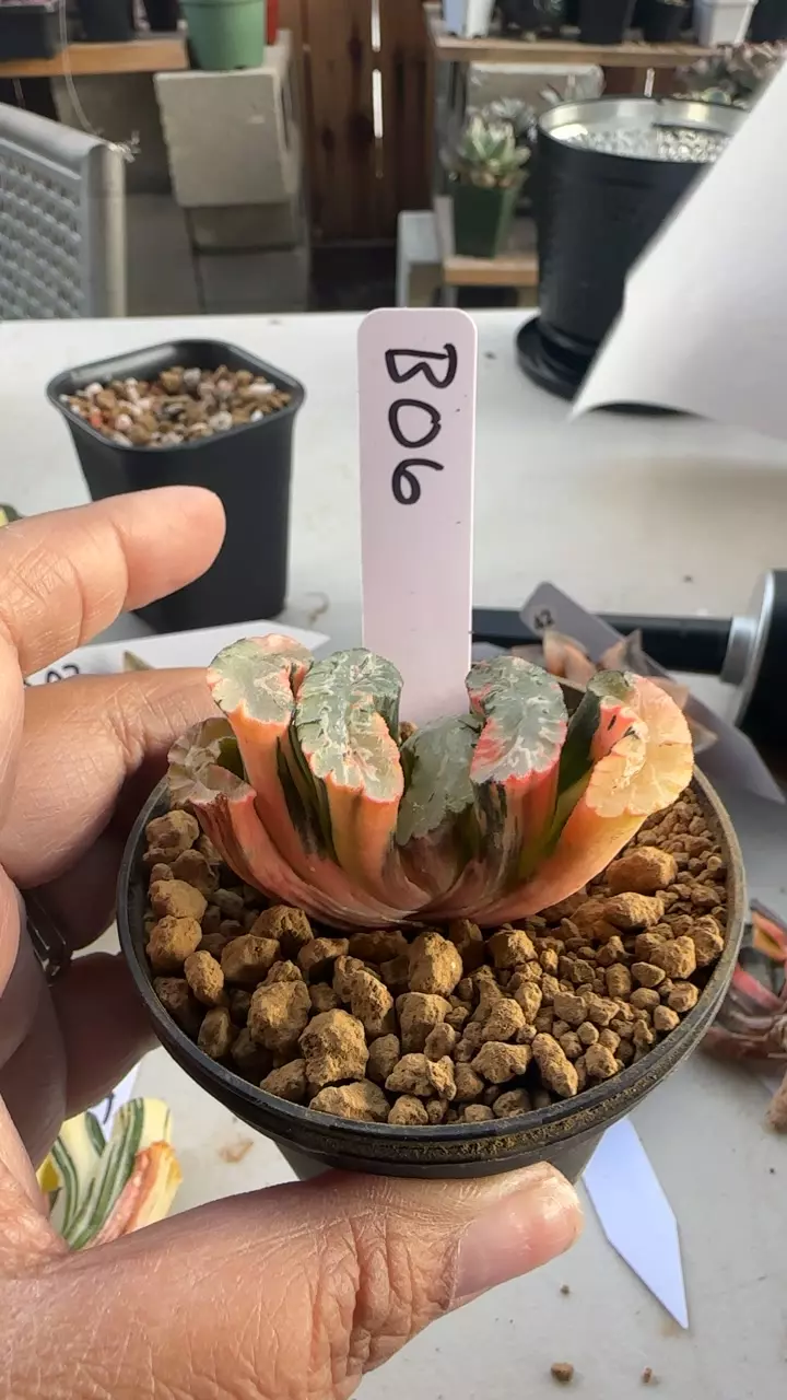 Truncata Variegated Hokusai B07 thumbnail
