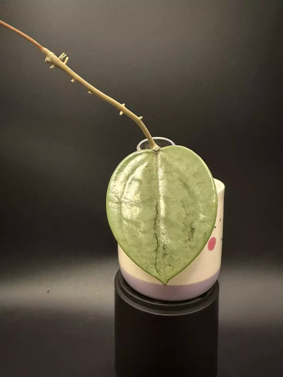 Hoya Silver heart leaf Verticillata cutting thumbnail
