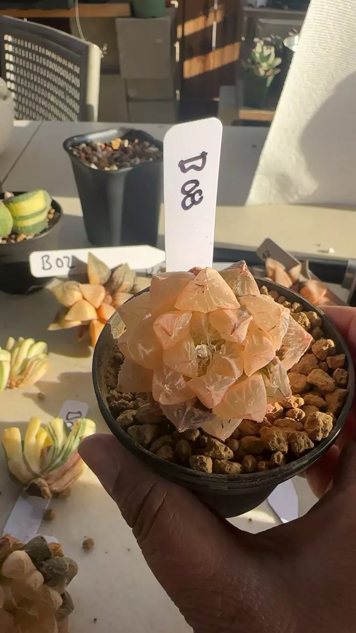Var Mirrowball B08 thumbnail