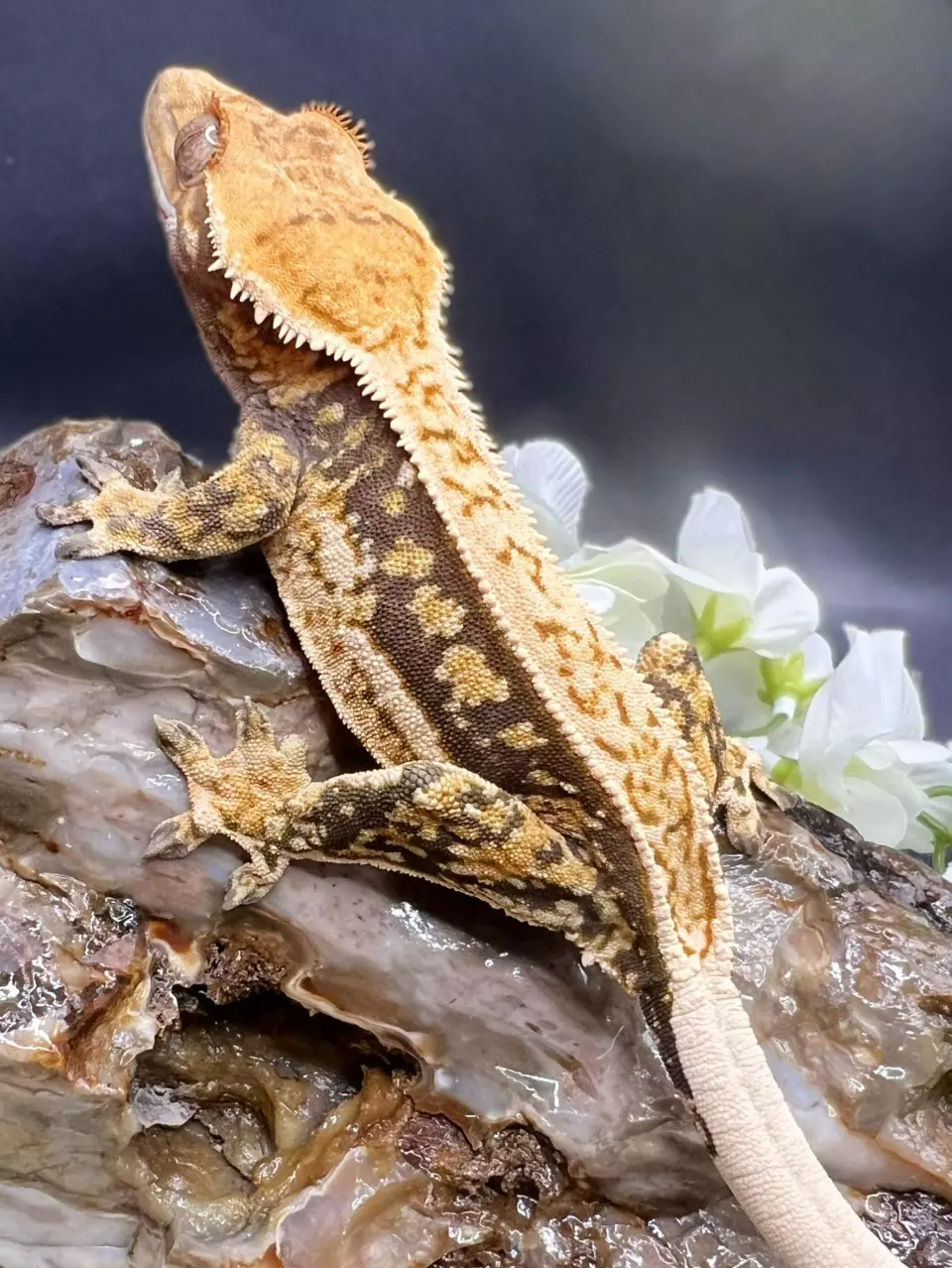 Quad Stripe Female thumbnail