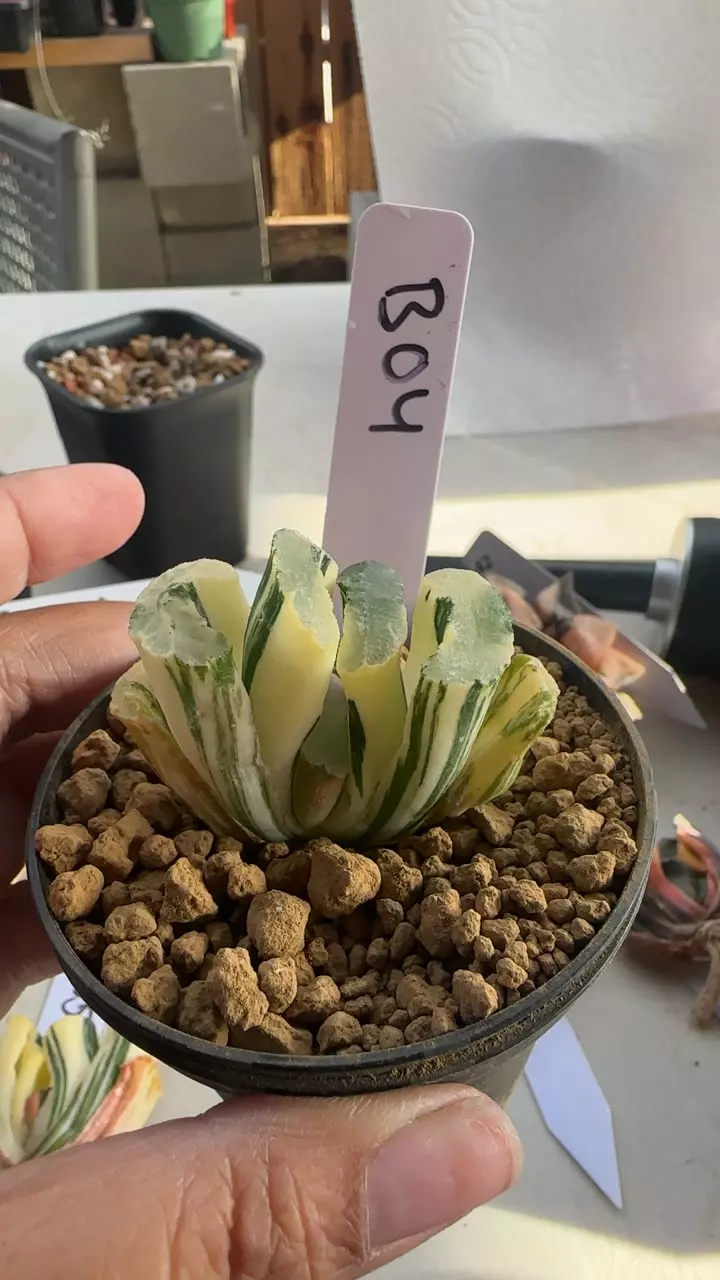 Truncata Variegated Sakai B04 thumbnail