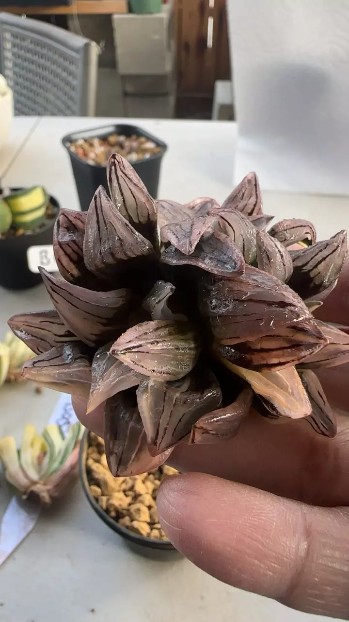 Var watermelon Mutant thumbnail