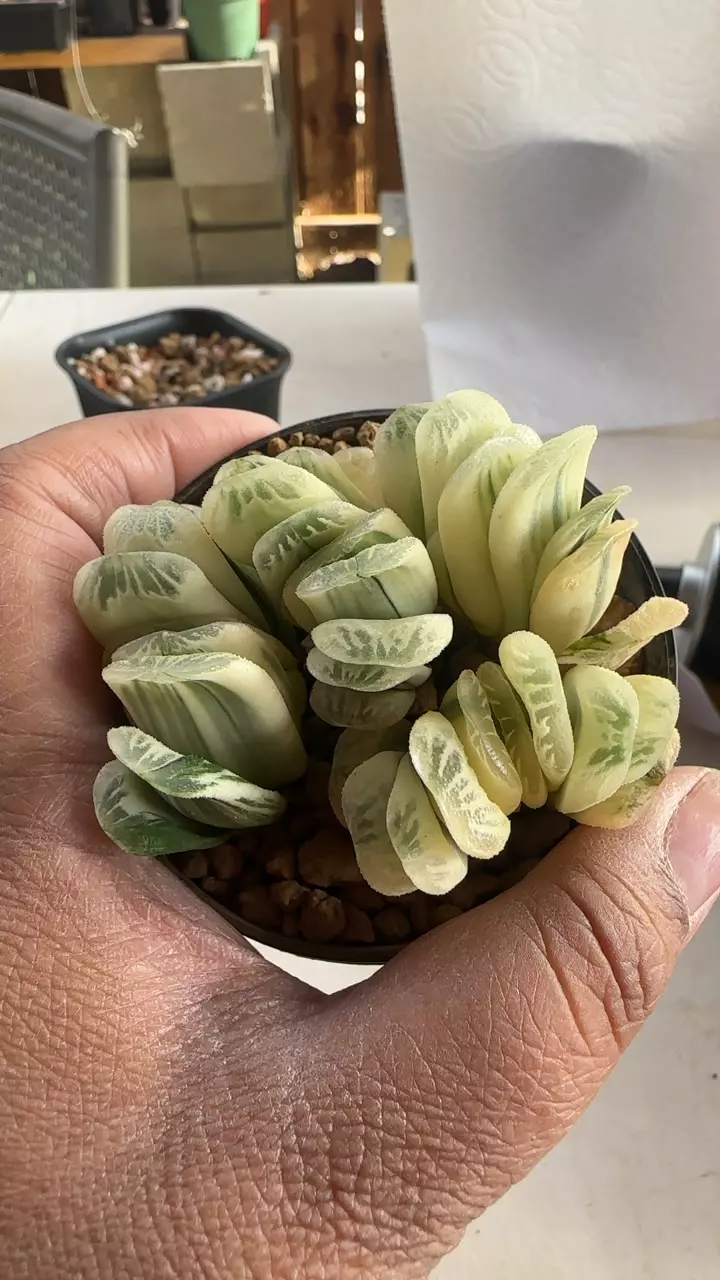 High Variegated Green Truncata GC thumbnail