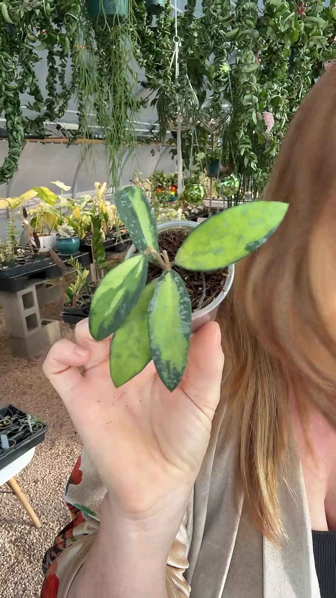 190: Phuwuaensis Variegated thumbnail