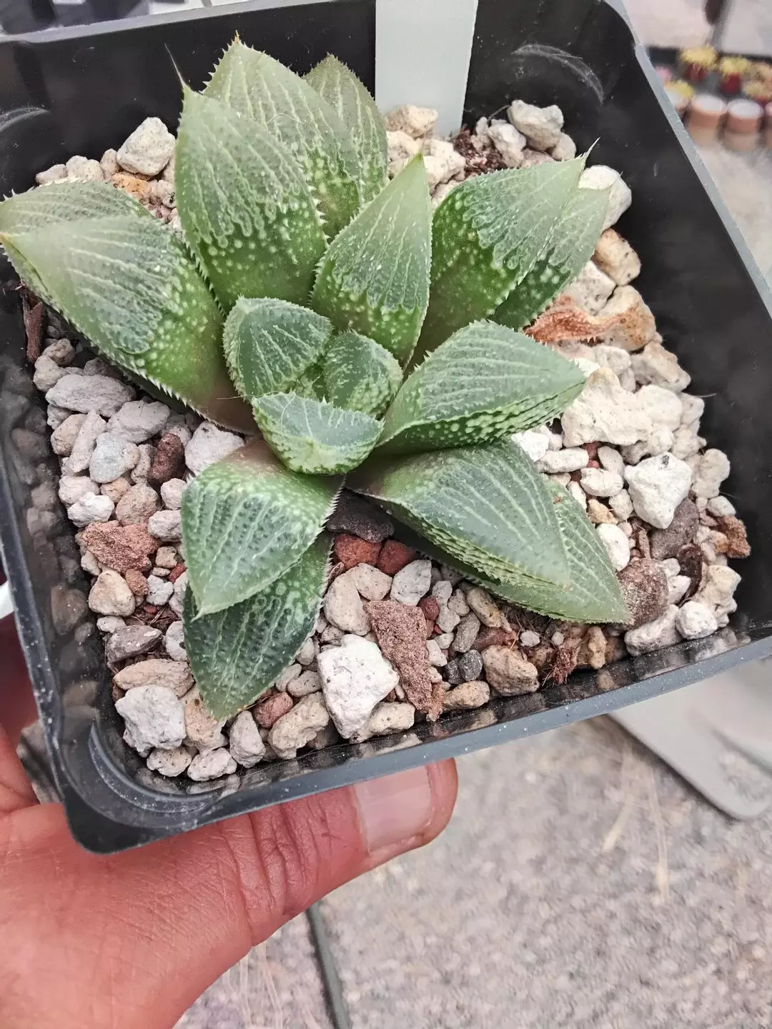 104. Jim Smith Hybrid thumbnail