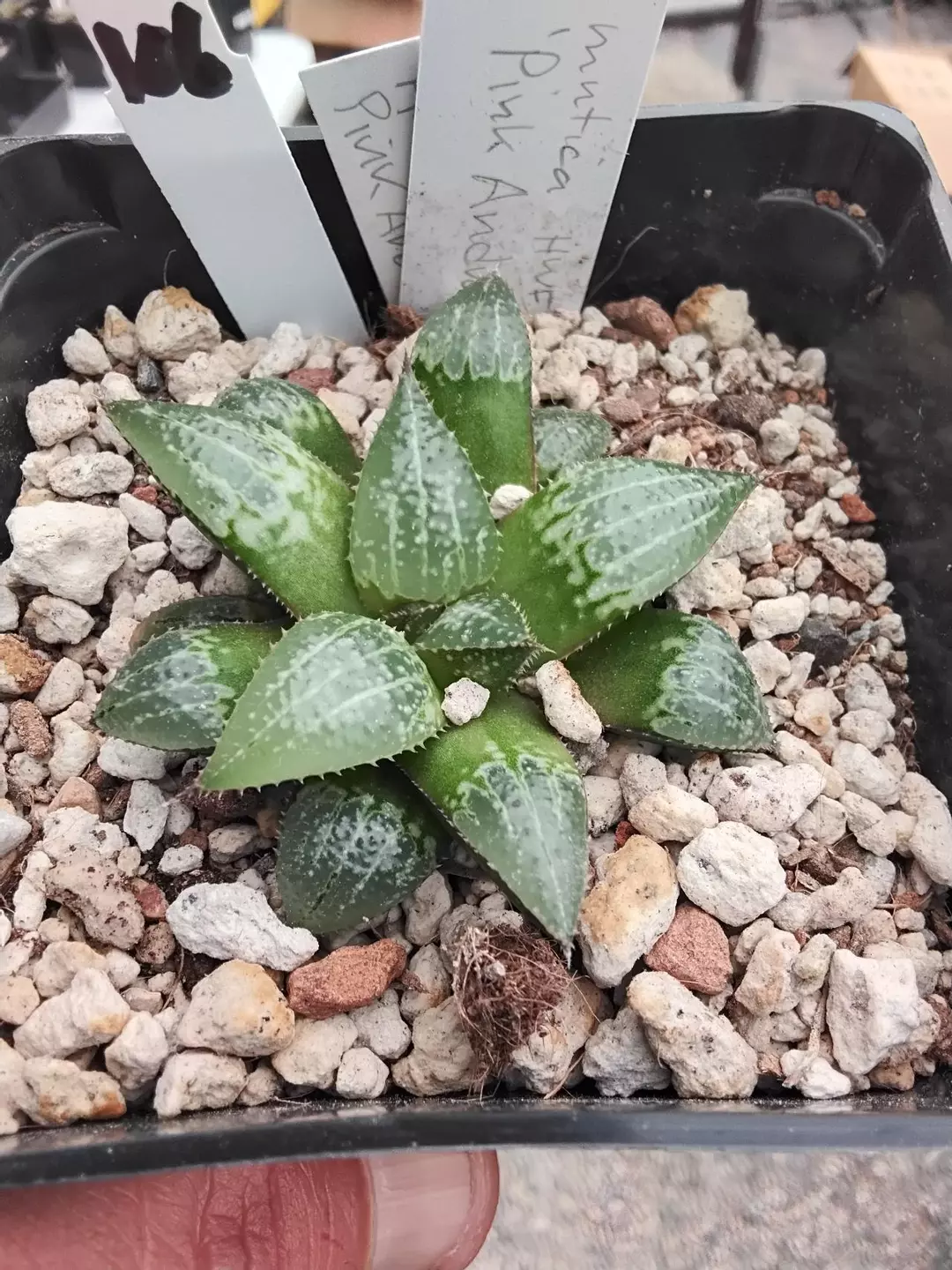 106. Jim Smith mutica x 'Pink Andromeda' thumbnail