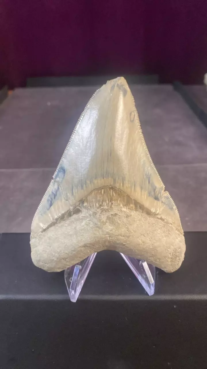 🫐4.52” Blue Indonesian Megalodon Tooth- 5-24 MYO, W.Java thumbnail