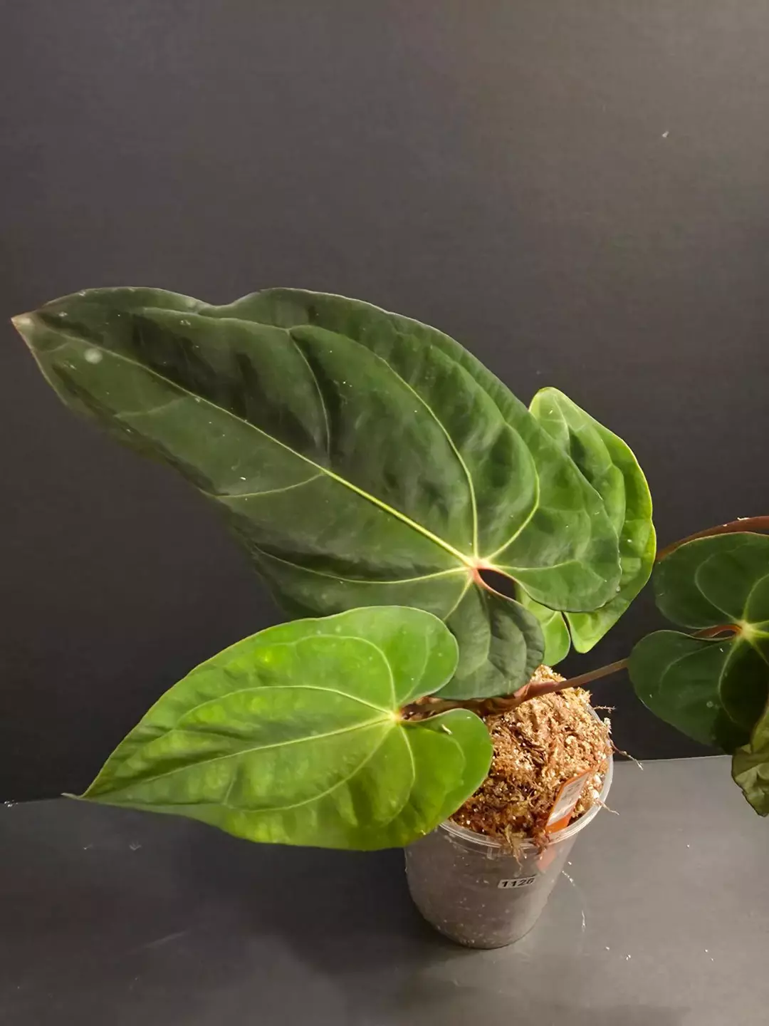 1128 Anthurium Carla x red dark Phoenix thumbnail