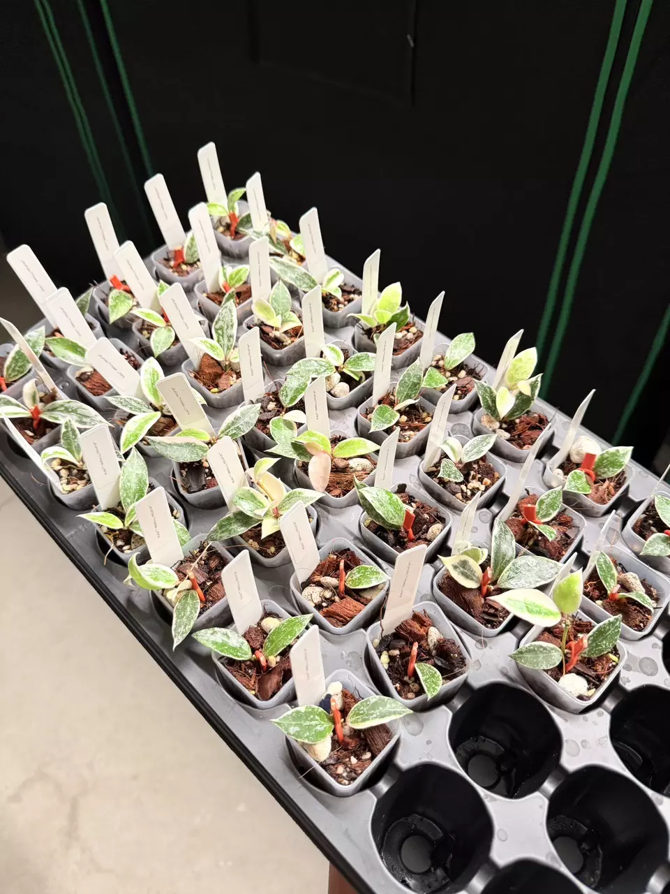 Lacunosa Princess Lumina Prop (Growers Choice) thumbnail