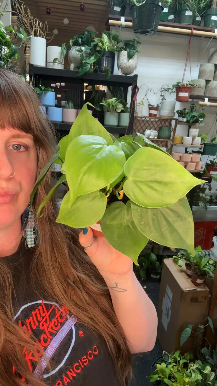 philodendron heartleaf 4” 88 thumbnail