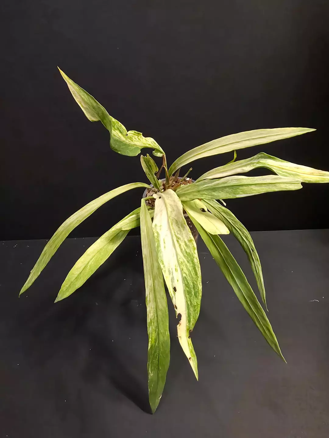 1123 Anthurium Vittarifolium variegated thumbnail