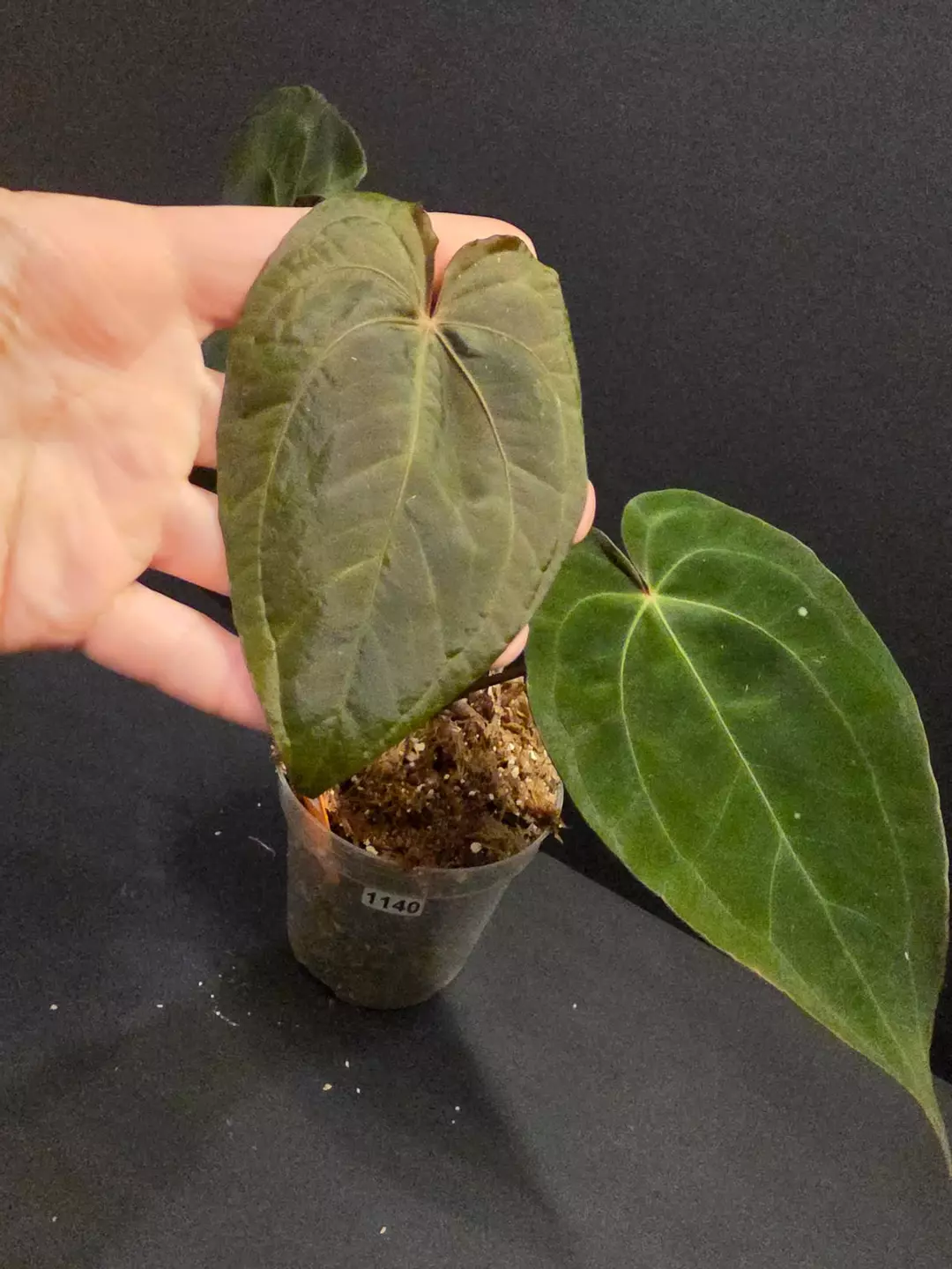 1140 Anthurium Red Crystal (SKG) x red dark Phoenix thumbnail