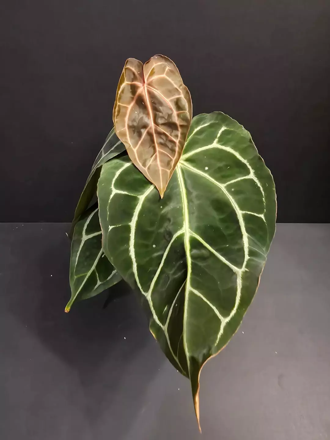 1127 Anthurium Carla x red crystal thumbnail