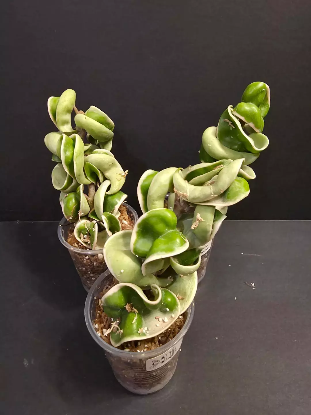Hoya Compacta variegated #3 thumbnail