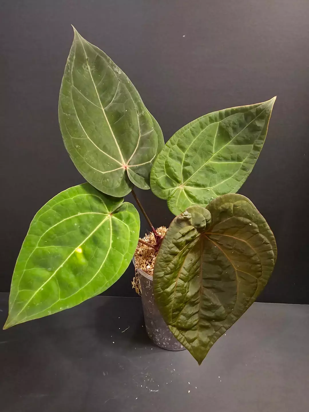 1144 Anthurium Red Crystal (SKG) x red dark Phoenix thumbnail