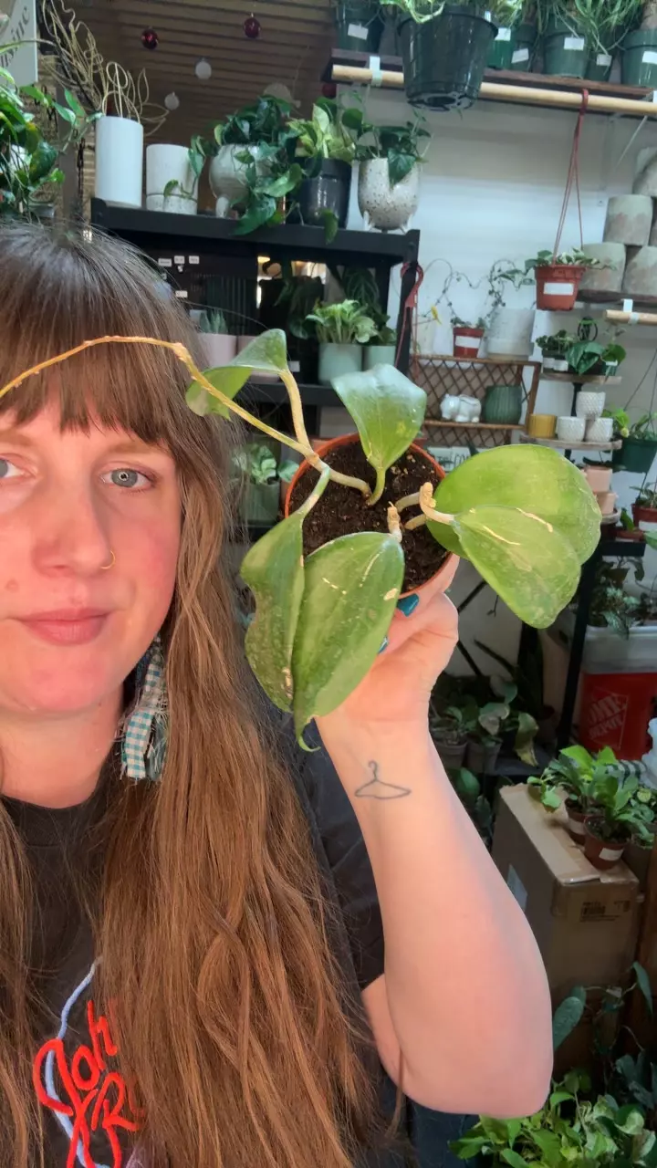 Hoya quinquenervia 3” as is 79 thumbnail