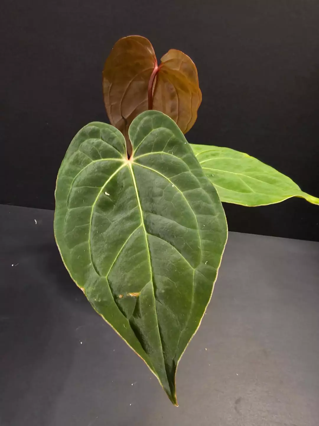 1131 Anthurium Bess Aff x Red Dark Phoenix thumbnail
