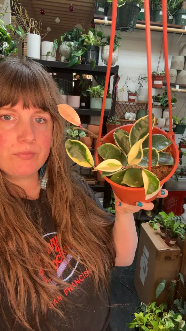 Hoya carnosa snowball variegated 6” hb 78 thumbnail
