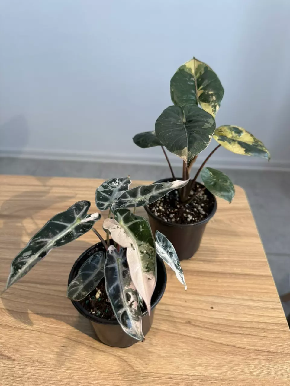 alocasia bambino pink & yucatan princess var thumbnail