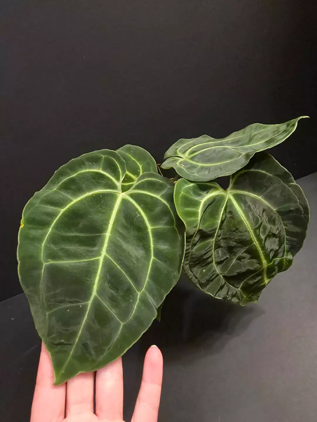 1124 Anthurium Bess Aff x Bess Aff thumbnail