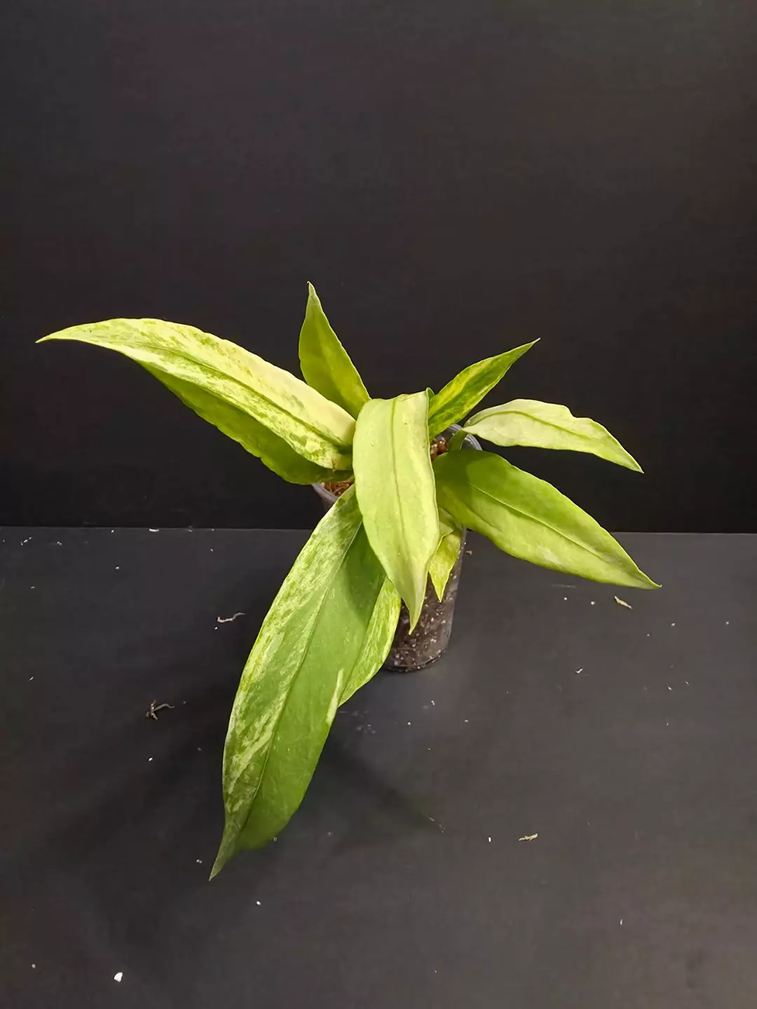 1115 Anthurium Vittarifolium variegated thumbnail