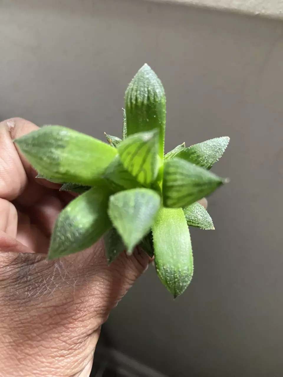 H. Hybrid Sugar Plum 2.5-3” Pup thumbnail