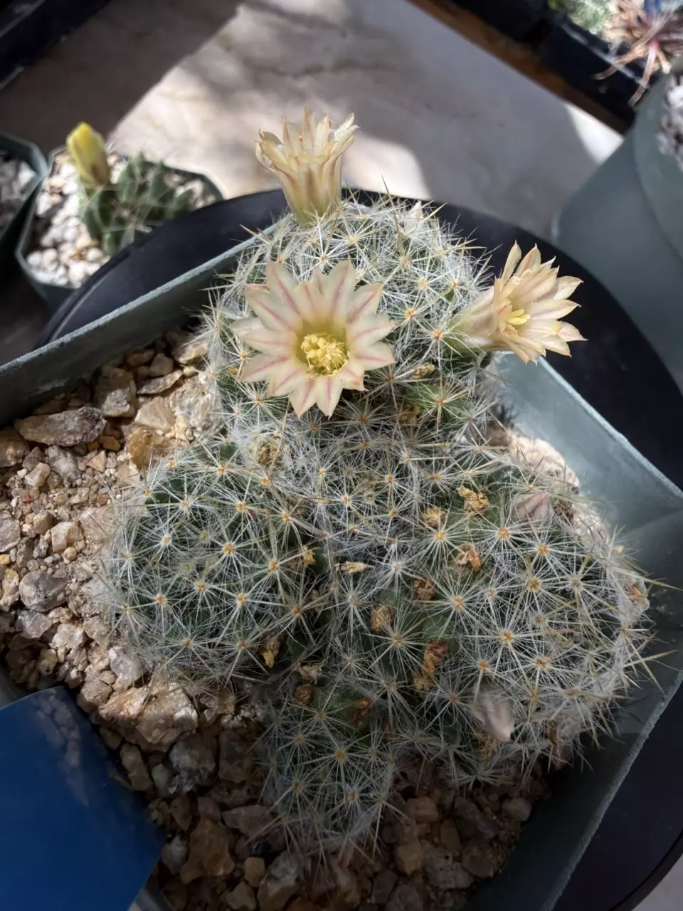 1289 Mammillaria prolifera thumbnail