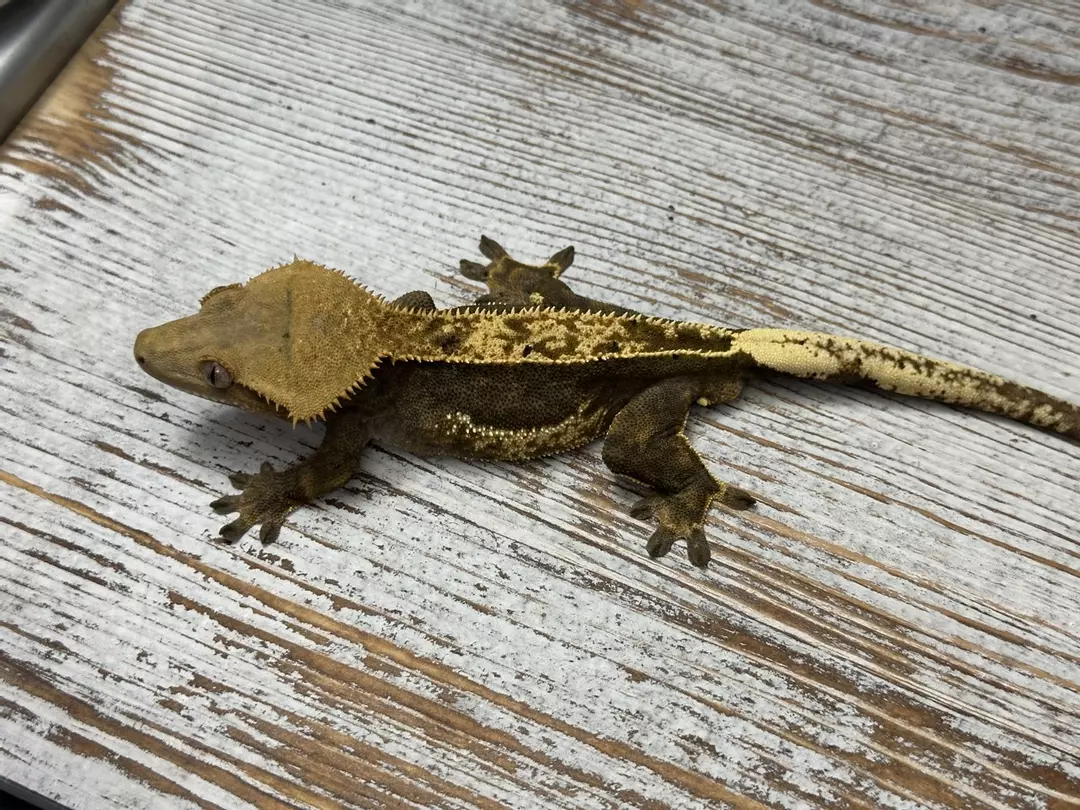 540r2 47g male het eb thumbnail