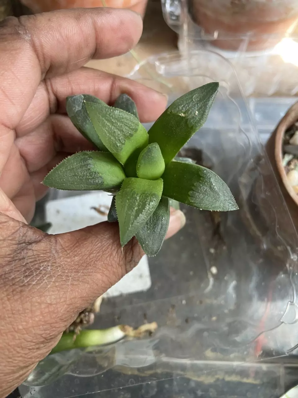 Haworthia. Hybrid Korigato 2.5-3” thumbnail