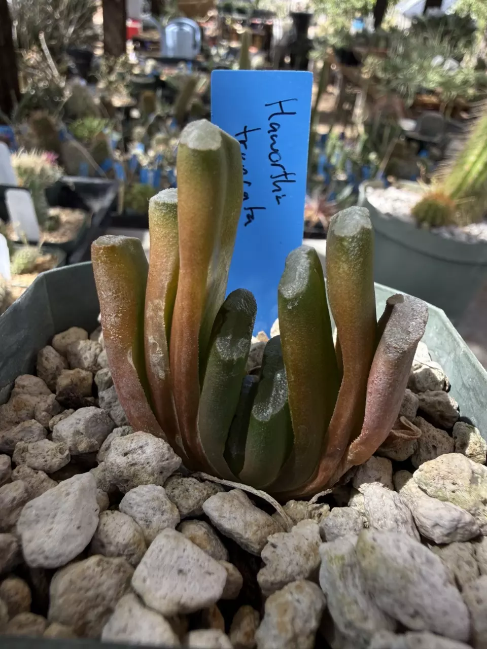 1285 Haworthia truncata thumbnail