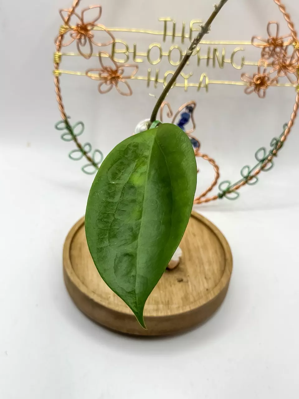 83. LP003 (erythrina x sp Hai Phong) thumbnail