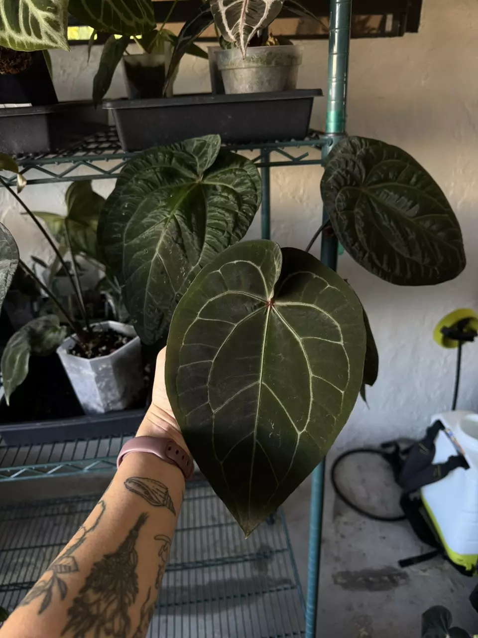 Anthurium RVDP x Zara Michelle thumbnail