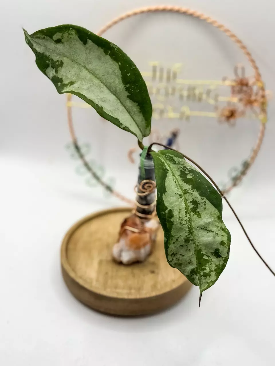 80. Mitrata Silver thumbnail
