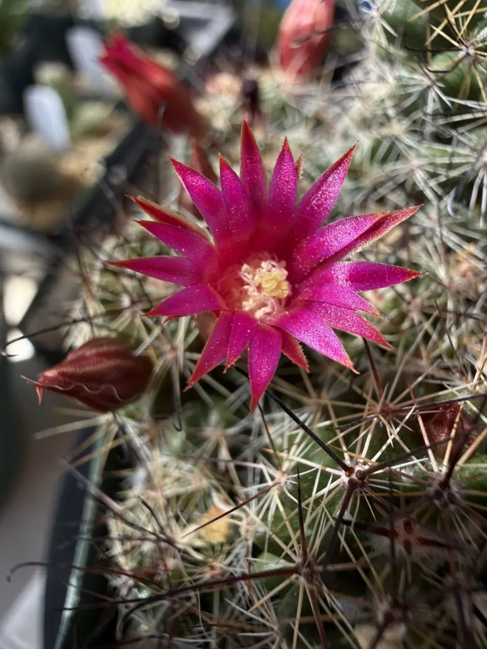 1288 Mammillaria duoformis thumbnail