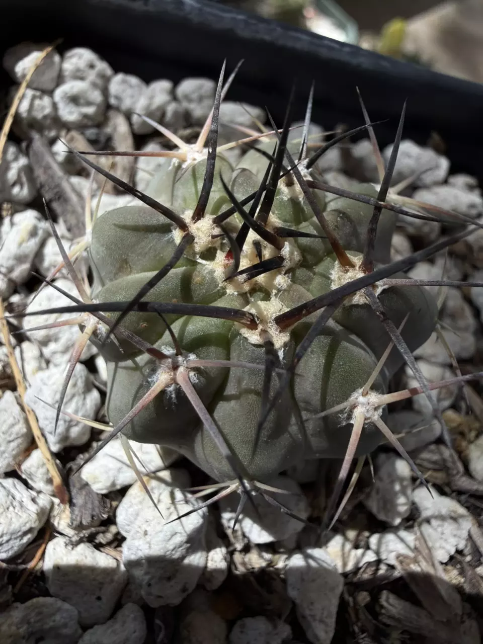 1287 Acanthocalycium glaucum thumbnail