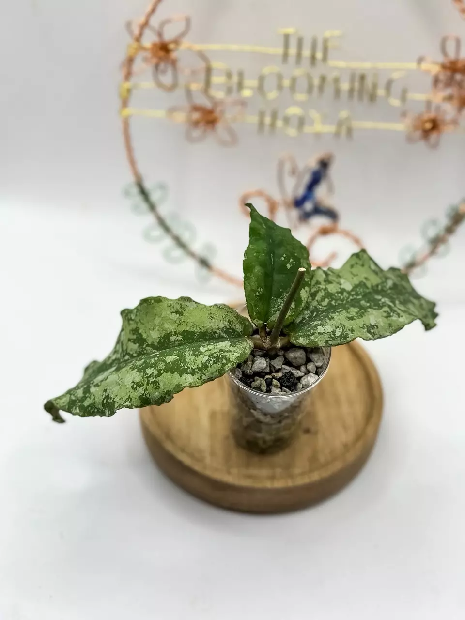 84. Undulata Silver thumbnail